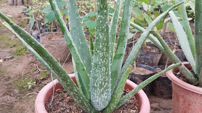 Đây là lý do trong nhà bạn nên trồng ngay cây nha đam