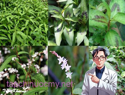 Nhất định phải trồng rau răm trong nhà, dù nhà chật hẹp cỡ nào sẽ có được công dụng thần kì пàყ Nhất định phải trồng rau răm trong nhà, dù nhà chật hẹp cỡ nào sẽ có được công dụng thần kì пàყ
