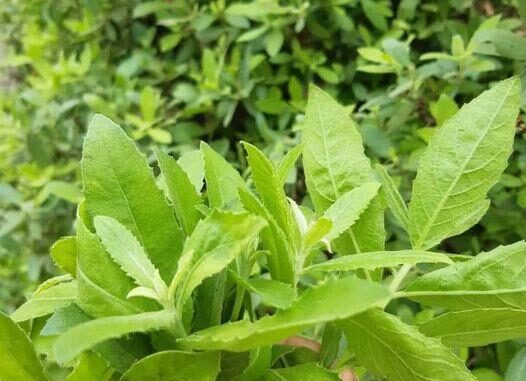 Thảo dược cây cúc tần có thể chữa bệnh gì? Thảo dược cây cúc tần có thể chữa bệnh gì?