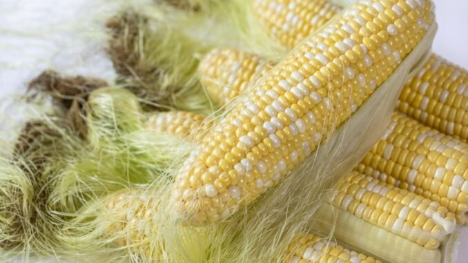 Ăn bắp luộc có tốt không? Có nên ăn bắp luộc mỗi ngày hay không? Ăn bắp luộc có tốt không? Có nên ăn bắp luộc mỗi ngày hay không?