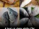 4 loại cá chứa nhiều Chì nhất chợ: Đặc biệt loại thứ 2 cho không cũng đừng lấy