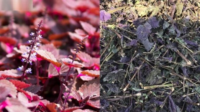 4 loại lá phơi khô thành “vật quý”, nhiều người vứt bỏ tiếc hùi hụi