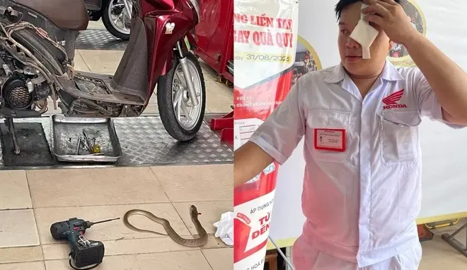 Rắn chui ra từ xe máy, phun nọc độc vào mắt kỹ thuật viên ở TP.HCM Rắn chui ra từ xe máy, phun nọc độc vào mắt kỹ thuật viên ở TP.HCM
