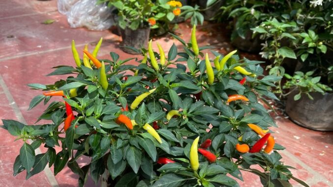 Trồng ớt đừng chỉ tưới nước lã, dùng thứ này để ớt sai trĩu cành, quả nào cũng to Trồng ớt đừng chỉ tưới nước lã, dùng thứ này để ớt sai trĩu cành, quả nào cũng to