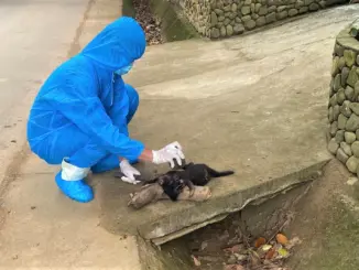 Chó mắc bệnh dại cắn 5 người, trong đó có 3 trẻ em, ở Đà Nẵng