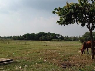 Đất mua bằng giấy viết tay qua nhiều chủ, làm sổ đỏ thế nào?