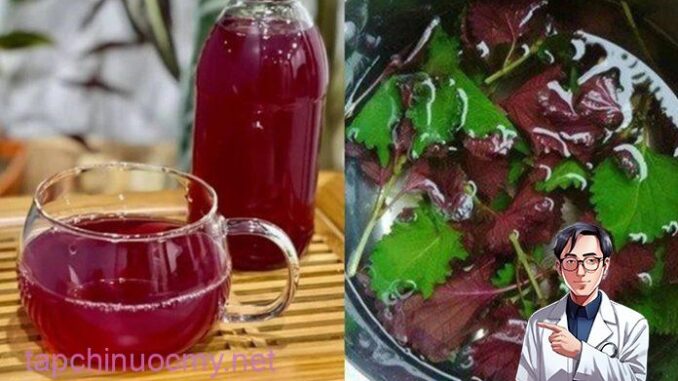 Nước lá tía tô rất tốt nhưng ‘đại kỵ’ với nhóm người này Nước lá tía tô rất tốt nhưng ‘đại kỵ’ với nhóm người này