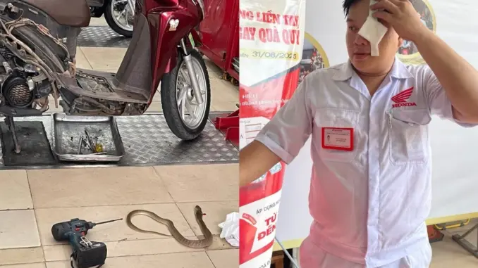 Rắn chui ra từ xe máy, phun nọc độc vào mắt kỹ thuật viên ở TP.HCM Rắn chui ra từ xe máy, phun nọc độc vào mắt kỹ thuật viên ở TP.HCM