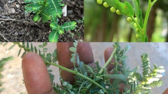 Cây bạn nhìn thấy trong hình là một trong những cây kỳ diệu nhất trên thế giới…