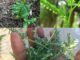 Cây bạn nhìn thấy trong hình là một trong những cây kỳ diệu nhất trên thế giới…