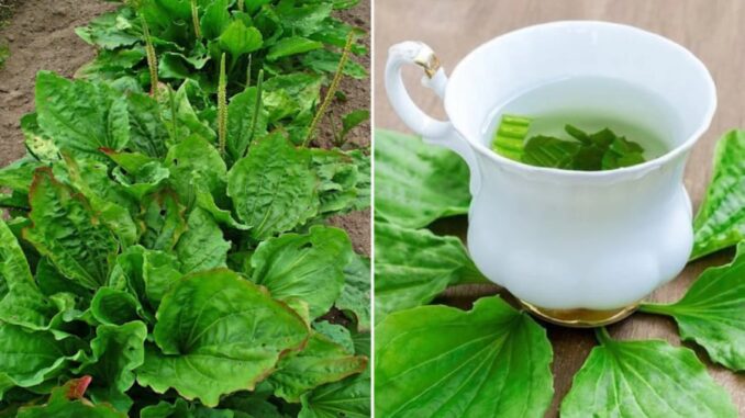 Cây mã đề mọc hoang khắp nơi lại là vị thuốc quý: Có 7 bài thuốc từ cây mã đề, ai cũng nên biết Cây mã đề mọc hoang khắp nơi lại là vị thuốc quý: Có 7 bài thuốc từ cây mã đề, ai cũng nên biết