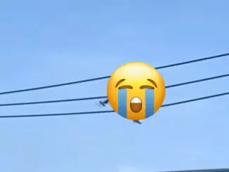 Vụ người phụ nữ bán vé số bò như "siêu nhân nhện" trên dây điện hạ thế ở TP.HCM: Camera tiết lộ khoảnh khắc thót tim
