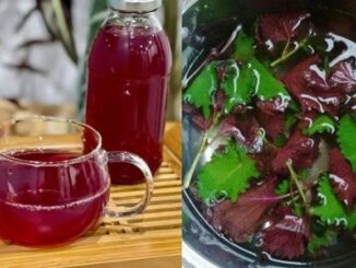 Nước lá tía tô rất tốt nhưng ‘đại kỵ’ với nhóm người này
