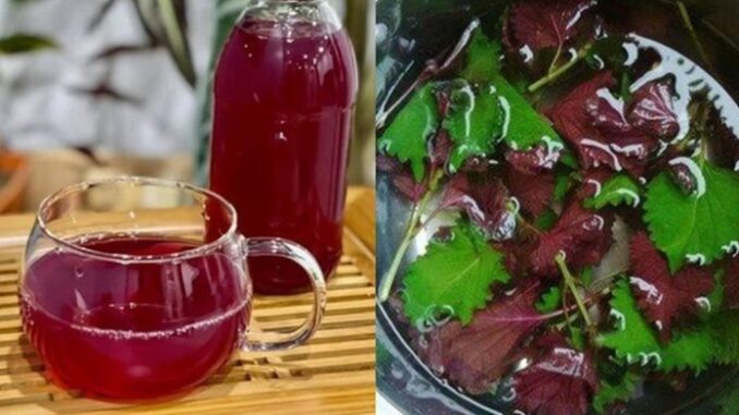 Nước lá tía tô rất tốt nhưng ‘đại kỵ’ với nhóm người này Nước lá tía tô rất tốt nhưng ‘đại kỵ’ với nhóm người này