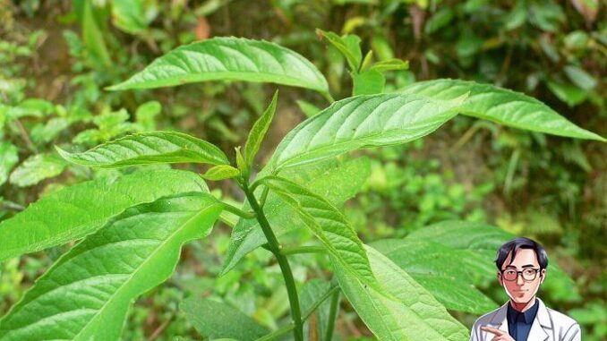 Vừa làm rau vừa làm thuốc, Cây bọ mẩy có tác dụng gì? Vừa làm rau vừa làm thuốc, Cây bọ mẩy có tác dụng gì?