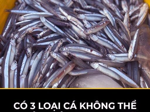Có 3 loại cá không thể nuôi nhân tạo, đi chợ thấy đừng tiếc tiền mua Có 3 loại cá không thể nuôi nhân tạo, đi chợ thấy đừng tiếc tiền mua