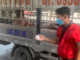 Phát hiện vụ vận chuyển lợn nhiễm dịch tả đang trên đường đi tiêu thụ