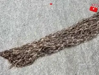 Video: Phát hiện vệt đen di chuyển trên sân, người phụ nữ lại gần kiểm tra liền nổi da gà