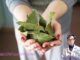 Loại lá dân dã ở Việt Nam lại có giá 2 triệu đồng/kg ở Mỹ: Là dược liệu quý, tiềm năng phòng u-ng thư