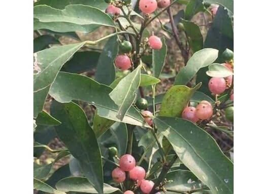Bưởi bung và tác dụng chữa bệnh của Bưởi bung – Thuốc Dân Tộc Bưởi bung và tác dụng chữa bệnh của Bưởi bung – Thuốc Dân Tộc