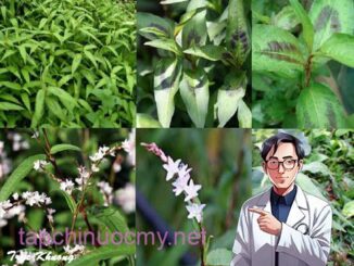 Nhất định phải trồng rau răm trong nhà, dù nhà chật hẹp cỡ nào sẽ có được công dụng thần kì пàყ