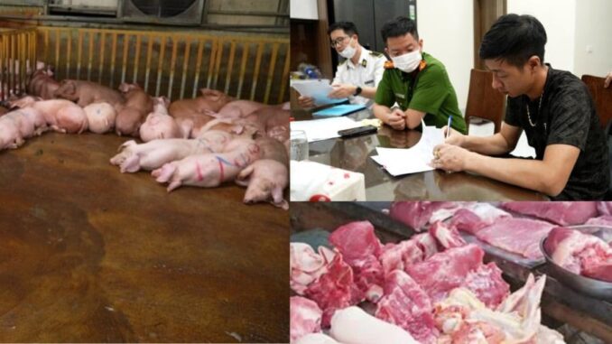 Phát hiện đường dây chuyên mổ cung cấp thịt lợn bệnh cho chợ, nhà hàng, quán ăn Phát hiện đường dây chuyên mổ cung cấp thịt lợn bệnh cho chợ, nhà hàng, quán ăn
