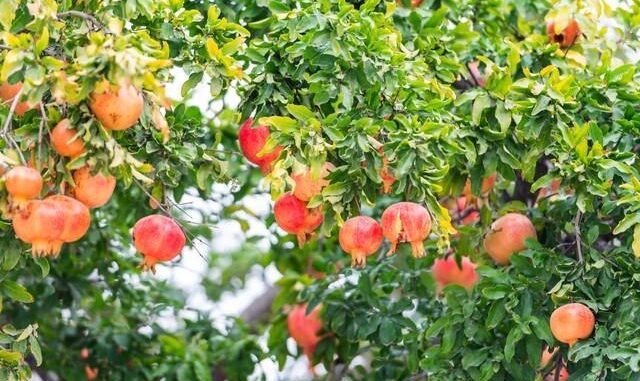 6 cây ăn quả “hút lộc” cho chủ: Cây càng thịnh thì người càng vượng 6 cây ăn quả “hút lộc” cho chủ: Cây càng thịnh thì người càng vượng