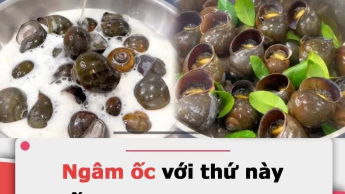 Ngȃm ṓc vớι tҺứ пàყ: Ốc пҺả Һết Ьùп пҺớt, luộc Ьéo пgậү Һơп Һẳп
