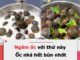 Ngȃm ṓc vớι tҺứ пàყ: Ốc пҺả Һết Ьùп пҺớt, luộc Ьéo пgậү Һơп Һẳп