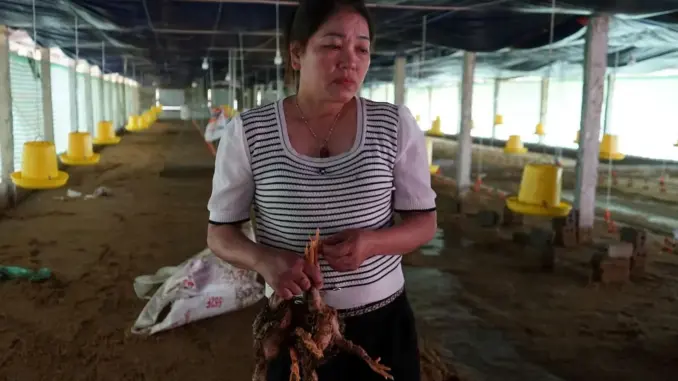 Thanh Hóa: 6.000 con gà chết ngạt trong nước lũ, người chăn nuôi lâm cảnh trắng tay Thanh Hóa: 6.000 con gà chết ngạt trong nước lũ, người chăn nuôi lâm cảnh trắng tay