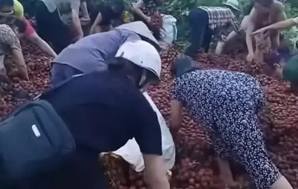 Vụ xe vải lật bị người dân "hôi của": Chủ xe nói "các bác ơi đây là vải của cháu" nhưng không ai quan tâm 😞😞😞 Vụ xe vải lật bị người dân "hôi của": Chủ xe nói "các bác ơi đây là vải của cháu" nhưng không ai quan tâm 😞😞😞