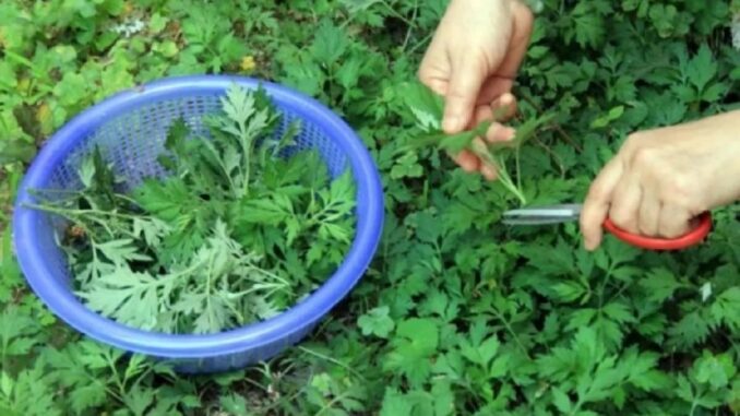 Ngải cứu không chỉ là rau mà còn là thuốc: 4 cách dùng ngải cứu tốt cho sức khỏe Ngải cứu không chỉ là rau mà còn là thuốc: 4 cách dùng ngải cứu tốt cho sức khỏe