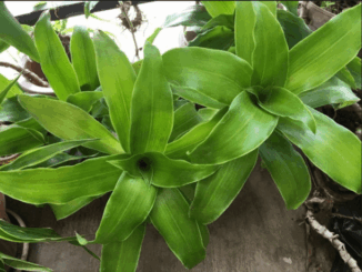 Các công dụng của cây lược vàng