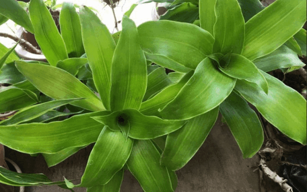 Các công dụng của cây lược vàng