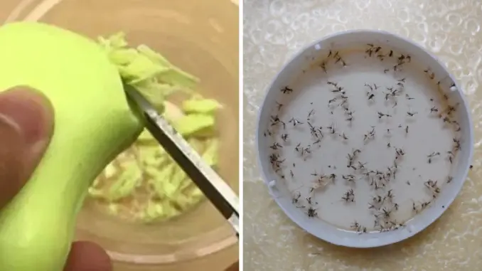 Cắt xà bông trộn với đường để góc nhà: Muỗi nổi đen, cả nhà sạch sẽ thơm tho ai cũng thích Cắt xà bông trộn với đường để góc nhà: Muỗi nổi đen, cả nhà sạch sẽ thơm tho ai cũng thích