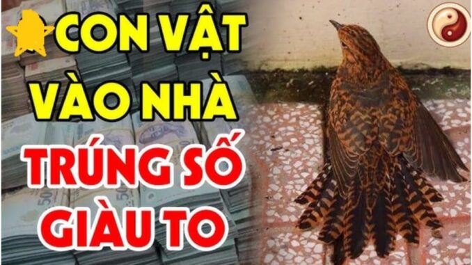 4 con vật Đệ Tử Thần Tài đi tới nhà nào, nhà đó Trúng Số Đổi Vận Giàu To: Đó là con vật gì? 4 con vật Đệ Tử Thần Tài đi tới nhà nào, nhà đó Trúng Số Đổi Vận Giàu To: Đó là con vật gì?