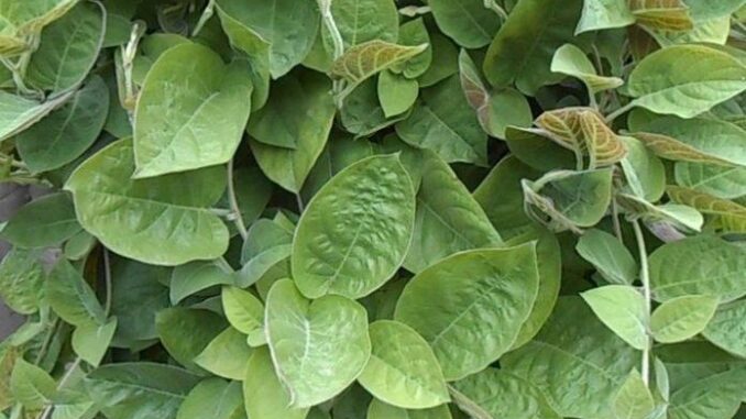Tác dụng của lá mơ lông với sức khoẻ ít người biết