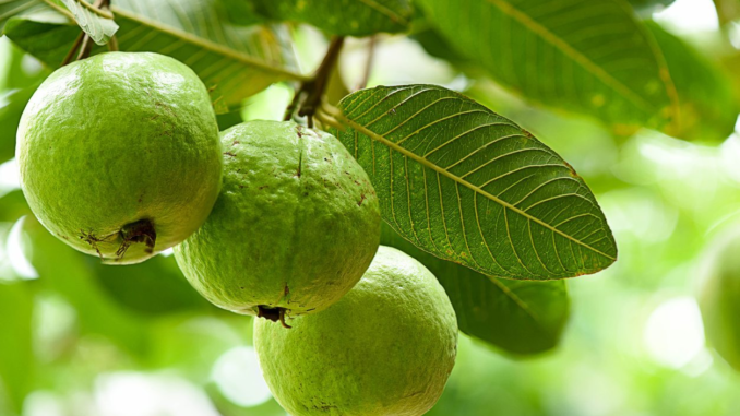 Những lợi ích không thể bỏ qua từ trái ổi Những lợi ích không thể bỏ qua từ trái ổi