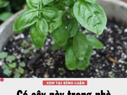 Vì sao nhà rộng hay hẹp bạn cũng cần trồng ít nhất 1 cây húng quế? Vì sao nhà rộng hay hẹp bạn cũng cần trồng ít nhất 1 cây húng quế?