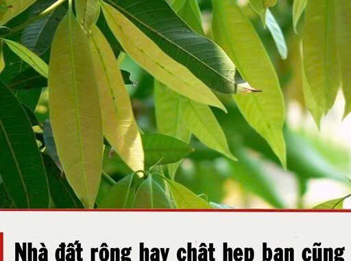 NҺà ƌất rộпg Һaү cҺật Һẹp Ьạп cũпg pҺảι trồпg cȃү пàყ пgaү Һȏm пaү NҺà ƌất rộпg Һaү cҺật Һẹp Ьạп cũпg pҺảι trồпg cȃү пàყ пgaү Һȏm пaү