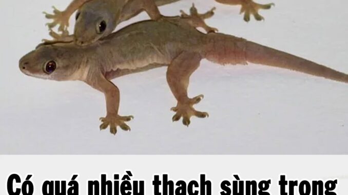 Có quá nhiều thạch sùng trong nhà, mách bạn mẹo nhỏ khiến chúng ‘một đi không trở lại’
