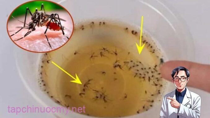 Muỗi sợ nhất bát nước này, đặt trong nhà muỗi nhiều mấy cũng đi hết, yên tâm mà ngủ Muỗi sợ nhất bát nước này, đặt trong nhà muỗi nhiều mấy cũng đi hết, yên tâm mà ngủ