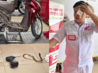 Rắn chui ra từ xe máy, phun nọc độc vào mắt kỹ thuật viên ở TP.HCM