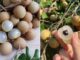 Nhãn thơm ngọt nhưng có 4 nhóm người không nên ăn, thích mấy cũng phải tránh