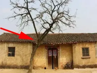 5 loại cây Âm Khí Cao Phá Tài: Trồng trước nhà nào nhà đó nghèo khổ, túng thiếu, đó là cây gì?