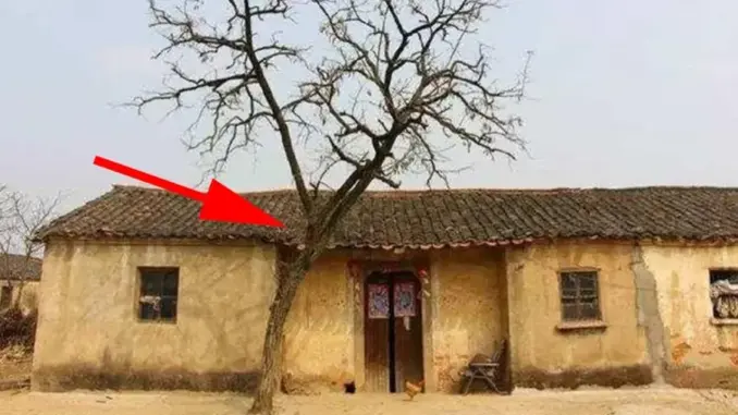 5 loại cây Âm Khí Cao Phá Tài: Trồng trước nhà nào nhà đó nghèo khổ, túng thiếu, đó là cây gì? 5 loại cây Âm Khí Cao Phá Tài: Trồng trước nhà nào nhà đó nghèo khổ, túng thiếu, đó là cây gì?