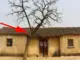 5 loại cây Âm Khí Cao Phá Tài: Trồng trước nhà nào nhà đó nghèo khổ, túng thiếu, đó là cây gì?