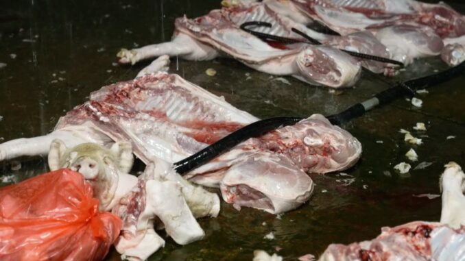Phát hiện lò chuyên mổ, cung cấp lợn nhiễm virus tả ở Hà Nội Phát hiện lò chuyên mổ, cung cấp lợn nhiễm virus tả ở Hà Nội
