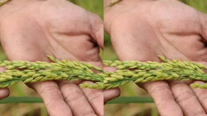 Các nhà khoa học Liên bang Nga tìm ra phương pháp mới tạo giống lúa năng suất cao Các nhà khoa học Liên bang Nga tìm ra phương pháp mới tạo giống lúa năng suất cao