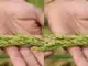 Các nhà khoa học Liên bang Nga tìm ra phương pháp mới tạo giống lúa năng suất cao